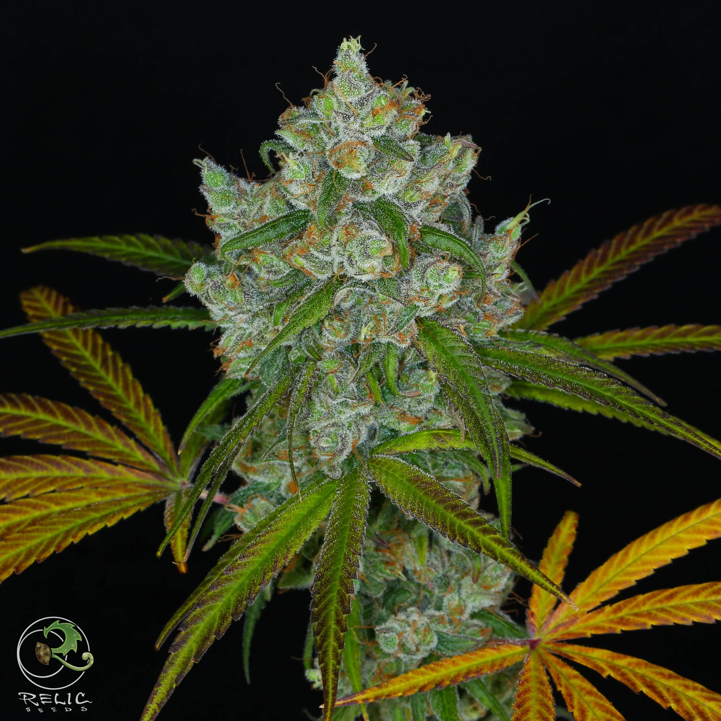 Genetics — Relic Seeds